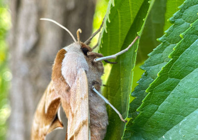 One-eyed sphinx moth at AmpliFi July 2022