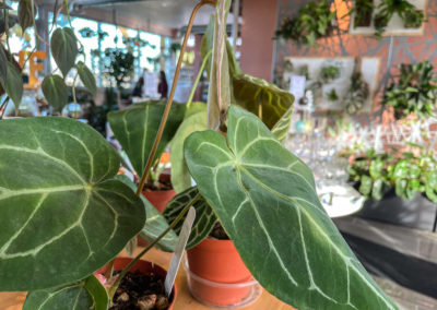 Fern Plant Shop fun February 2022