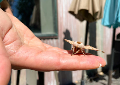 Lorri holding one-eyed sphinx moth July 2022